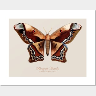 Moth - Giant Silk Moth, Rhescyntis Hercules or Arsenura Sylla Posters and Art